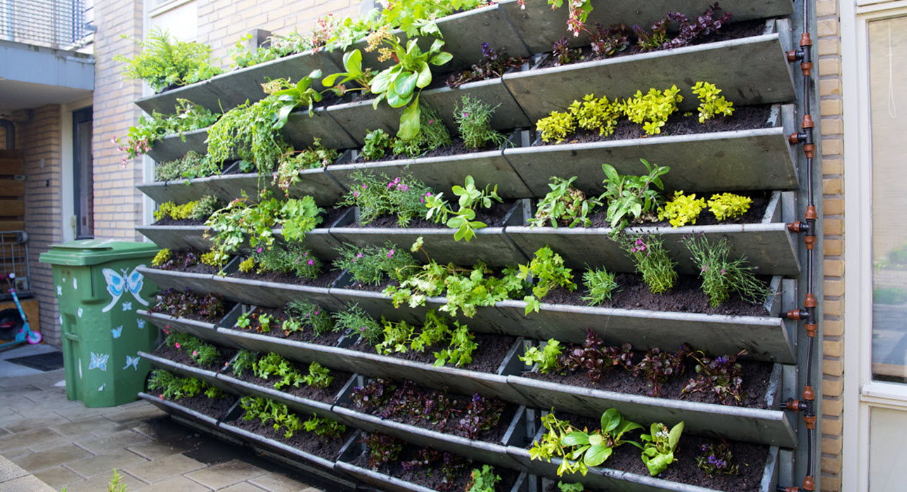 Vertical Gardening