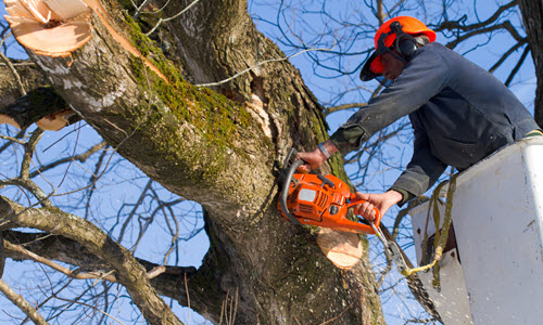 Tree Trimming