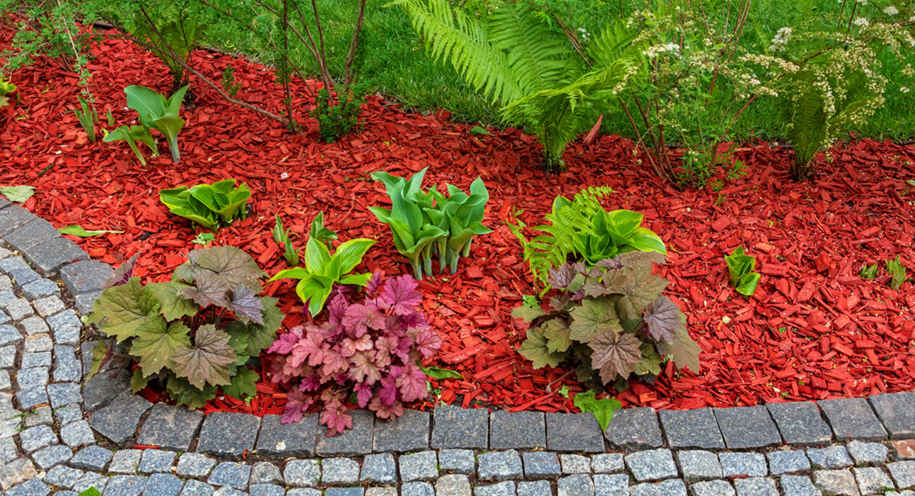 Thriving Flower Bed in DFW Metroplex