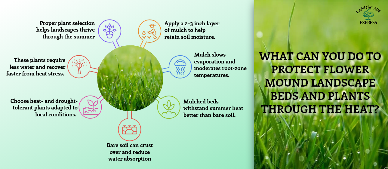 What Can You Do to Protect Flower Mound Landscape Beds and Plants Through the Heat